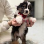 637909671_1501089142026653_3379950610895554985_n