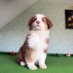 645764116_1805980103376208_5033539767912514736_n