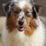 654721847_1265654369001250_5849592595560013728_n