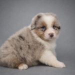 chatgpt image 25 lut 2026, 19_21_45