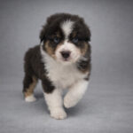 lumii_20260228_092552759