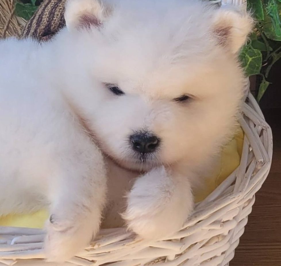 651769114_26652257784410631_8152182749949887385_n — kopia