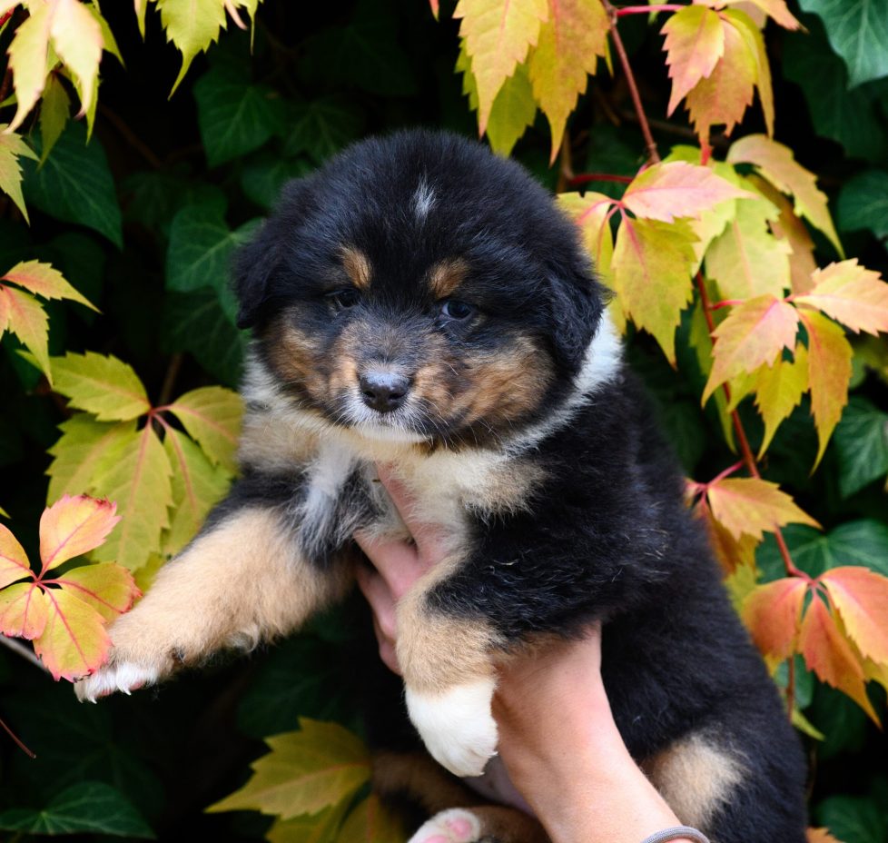 aaaaaaaa3 piesek (1)-5